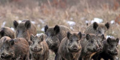 Nelle zone rurali ricompaiono cinghiali, caprio...