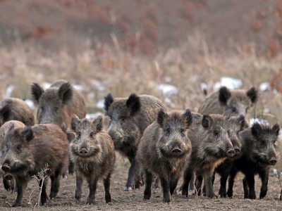 Nelle zone rurali ricompaiono cinghiali, caprioli e lupi sulla Majella