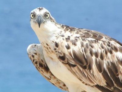 Falchi pescatori, schiusa di uova nell’oasi del WWF di Orbetello