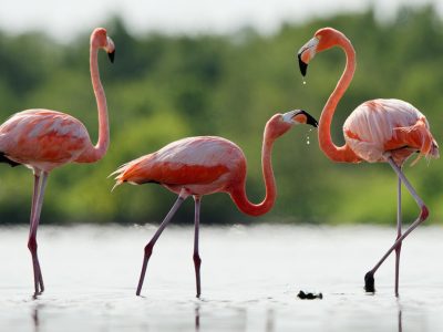 Fenicottero passeggia incuriosito per Quartu Sant’elena