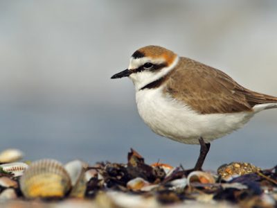 Rinvenuti e monitorati due nidi di “fratino” con sei uova