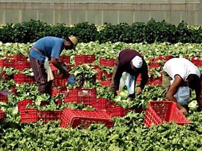 Regolarizzare gli stranieri che lavorano nel settore agricolo