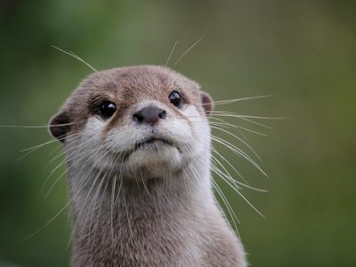 Avvistata una lontra a Ventimiglia, non accadeva da trent’anni