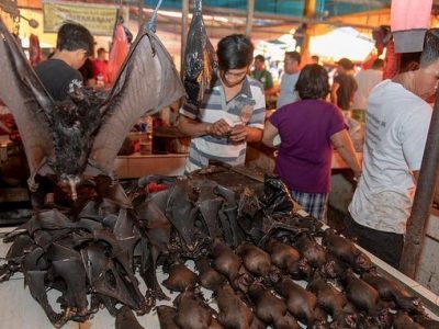 Sondaggio WWF in Asia: il 90% favorevole allo stop del commercio di fauna selvatica