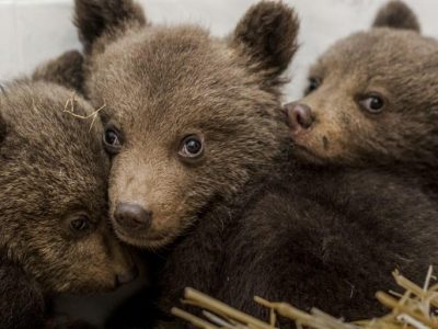Tre orsetti si aggirano nelle campagne di Introdacqua e Vallelarga
