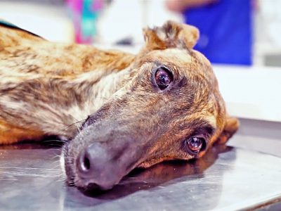 Video: Sasha, il levriero tornato a correre nonostante una zampa in meno