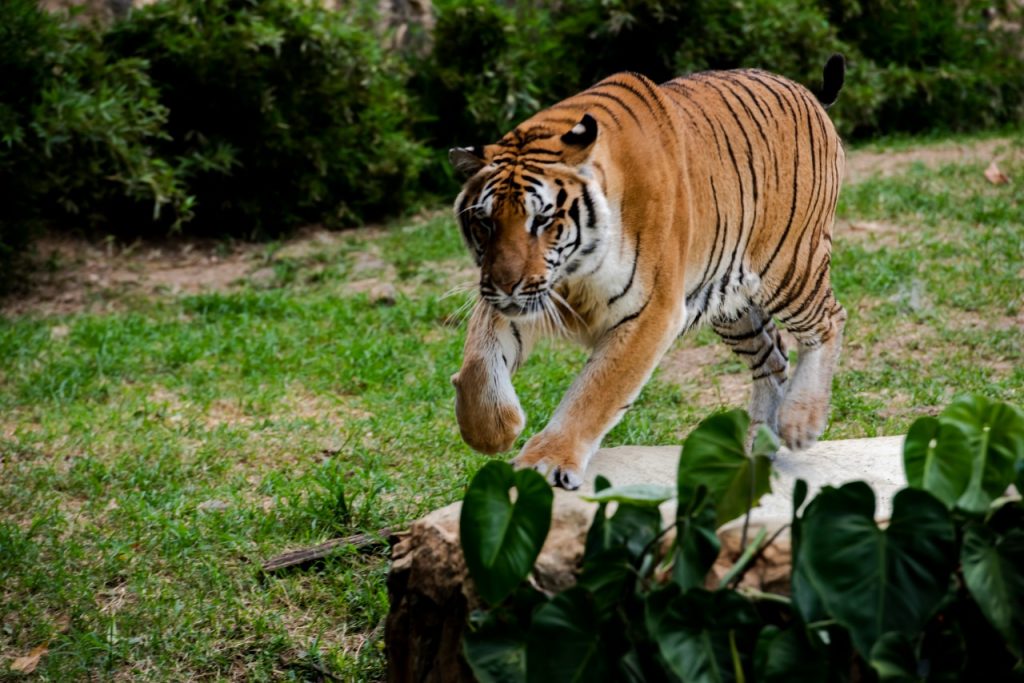 tigri bengala covid-19