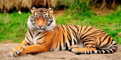 WWF, le tigri del Bengala non corrono il rischi...