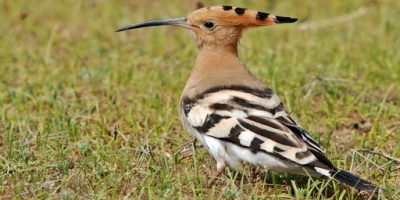 Upupa con un’ala rotta preso in consegna ...