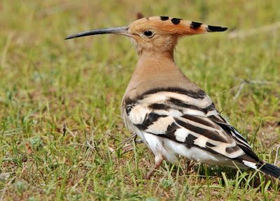 Upupa con un’ala rotta preso in consegna e curato dalla polizia locale