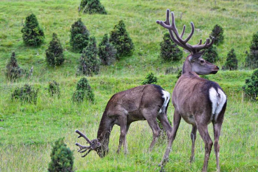 Giornata internazionale biodiversità