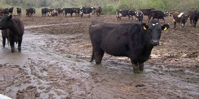 Giornata internazionale biodiversità