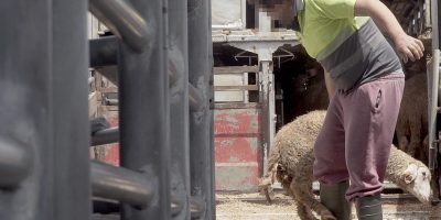 VIDEO SHOCK: Migliaia di agnelli spagnoli sacri...