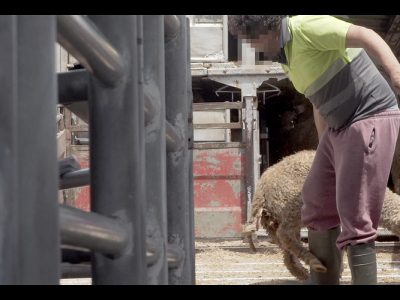 VIDEO SHOCK: Migliaia di agnelli spagnoli sacrificati per il Ramadan