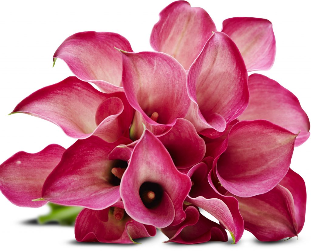 Airalzh Festa della Mamma