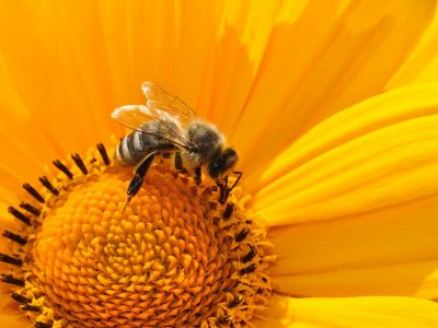 Clima impazzito mette in pericolo le api: -30% di miele nel 2021