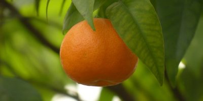 Contrasto al Covid-19 con l’estrazione de...