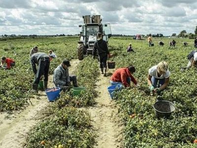 Regolamentazioni per i braccianti, governo tratterà sulla proposta del ministro Bellanova