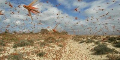 Catastrofe biologica, milioni di cavallette inv...