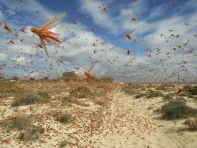 Catastrofe biologica, milioni di cavallette invadono la Sardegna
