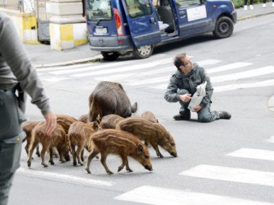 Un cinghiale in tavernetta, sorpresa e spavento a Recco