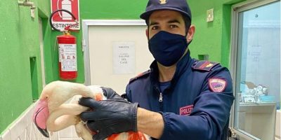 Video: Cagliari, fenicottero torna libero grazi...
