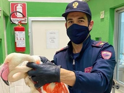 Video: Cagliari, fenicottero torna libero grazie alle cure della polizia