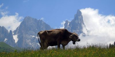 Latte piemontese in crisi, l’assessore regional...