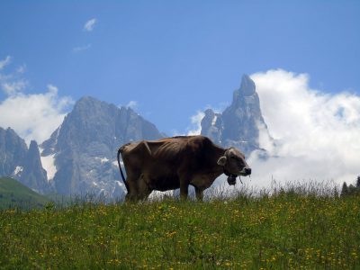 Latte piemontese in crisi, l’assessore regionale: “Scommettere sulla qualità”