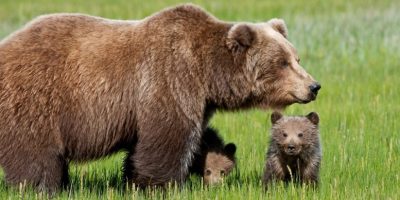 Abruzzo, avvistata mamma orsa con quattro cuccioli