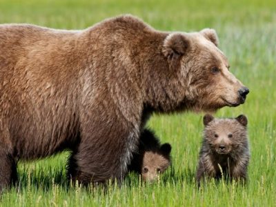Abruzzo, avvistata mamma orsa con quattro cuccioli