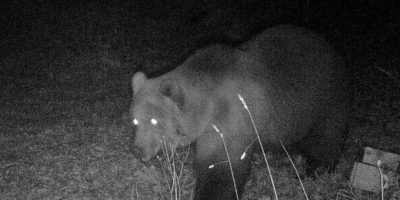 Fotografato dalle “fototrappole” l&...