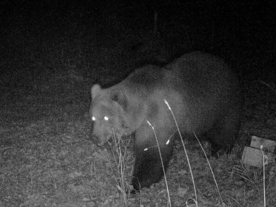 Fotografato dalle “fototrappole” l’orso che si aggira vicino a Villadossola