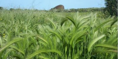 Diversità genetica: scoperte differenze importa...