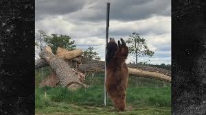 Il video dell’orso che fa la pole dance s...