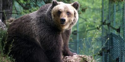 Avvistato un orso marsicano nel territorio di C...