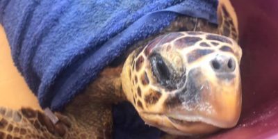 E’ nato nel ferrarese il pronto soccorso ...