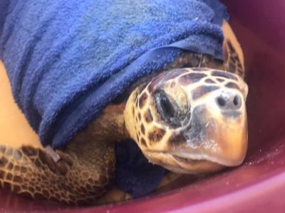 E’ nato nel ferrarese il pronto soccorso per le tartarughe marine