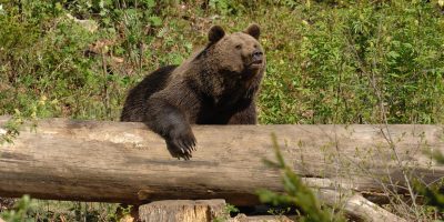 L’orso battezzato M29 ha nuovamente danne...