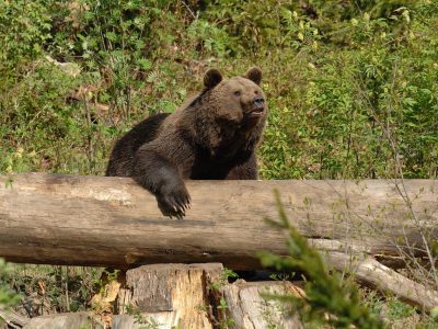 L’orso battezzato M29 ha nuovamente danneggiato delle arnie a caccia di miele