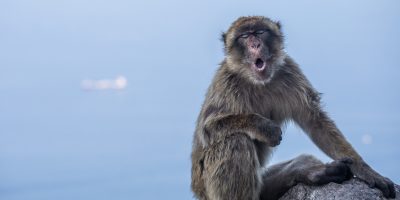 Scimmiette di Gibilterra, vietato ogni contatto...