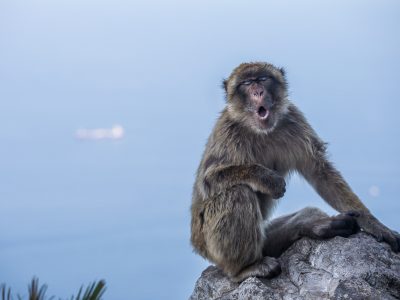Scimmiette di Gibilterra, vietato ogni contatto potrebbero contrarre il virus