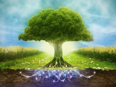 Oggi si celebra la Giornata Mondiale dell’Ambiente dedicata al declino della biodiversità d...