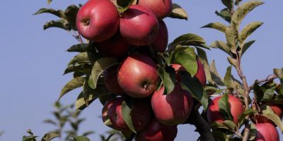 Commissione Ue: “Mele del  Trentino”...