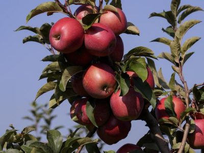 Commissione Ue: “Mele del  Trentino” iscritte nel registro IGP