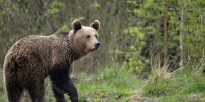 Orso marsicano passeggia nei boschi di Arquata ...