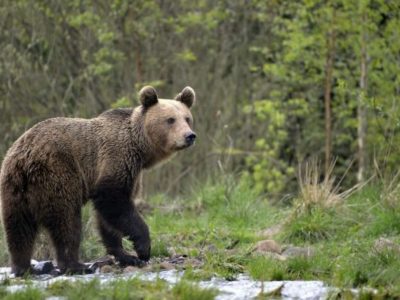 Orso marsicano passeggia nei boschi di Arquata del Tronto