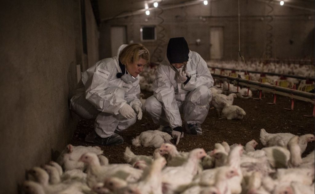 allevamento intensivo polli