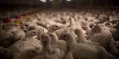 |VIDEO| Il video shock di un allevamento intens...