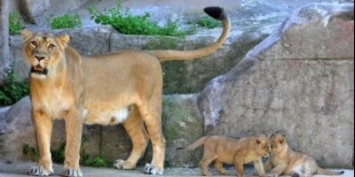 Nati due cuccioli di leone al Bioparco di Roma,...